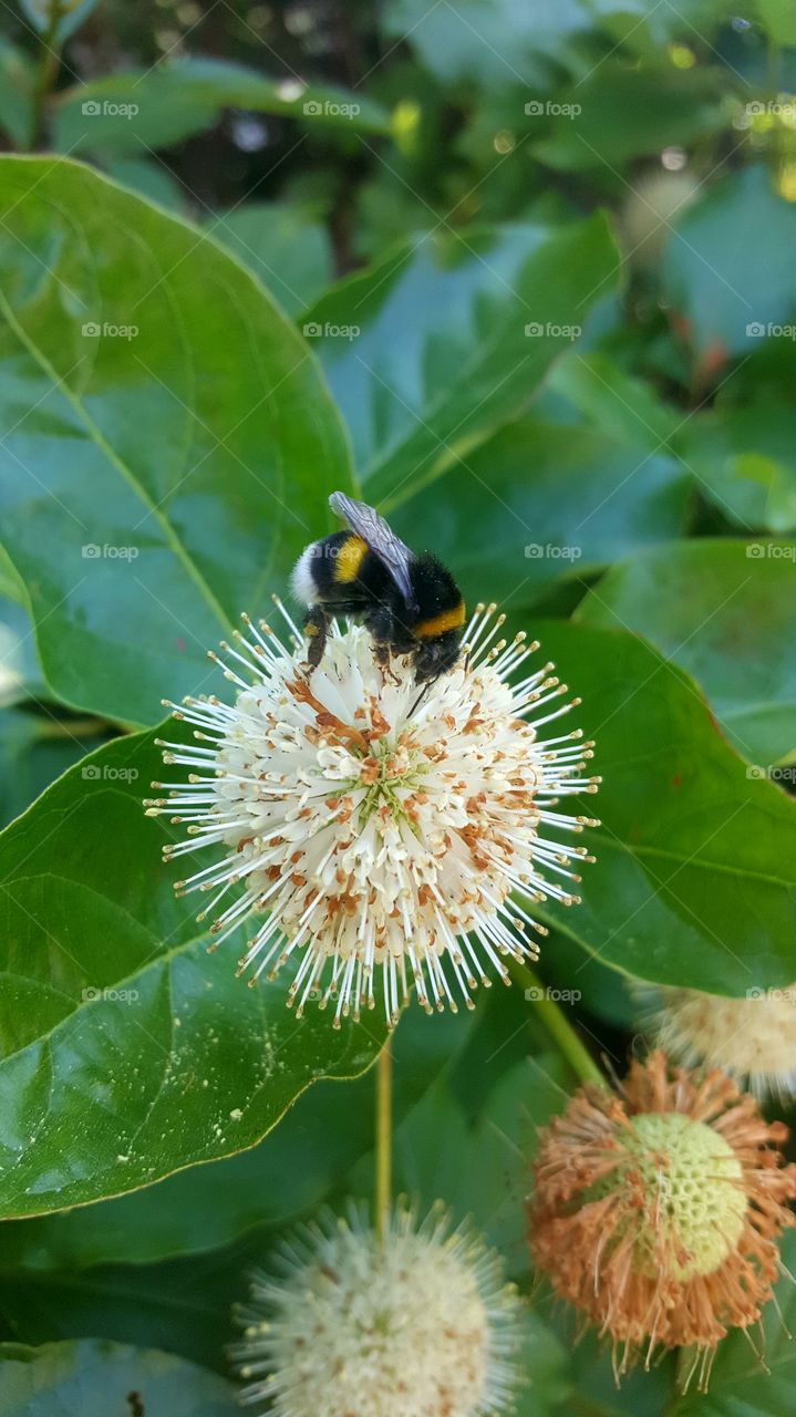 Bee works on the flora