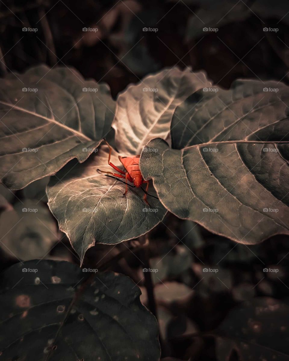 This picture has been captured on Realme 6i mobile device, but it's a high quality image, and the picture has been colour graded on Lightroom application.