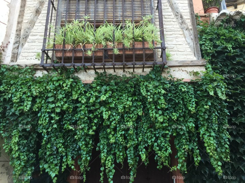 Green plants growing around the balcony