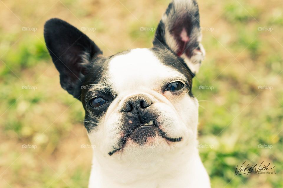 My sweet little Boston Terrier gives a little sideways sneer sometimes but only because she’s missing some teeth.  Her funny grin is still adorable.  