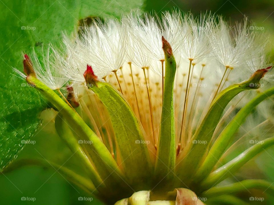 closeup of a plant in the reseeding stage