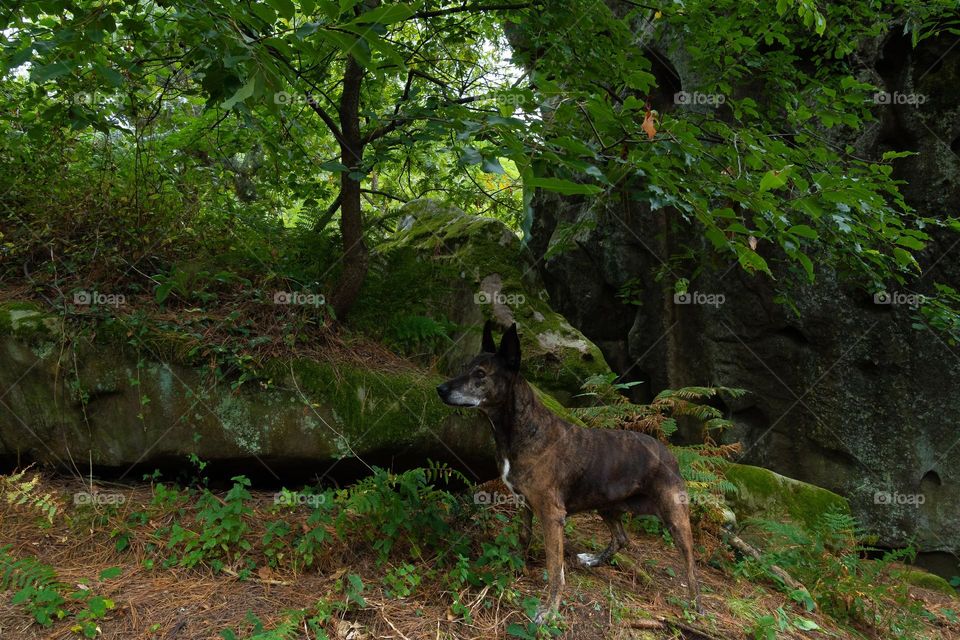 dog in the forest
