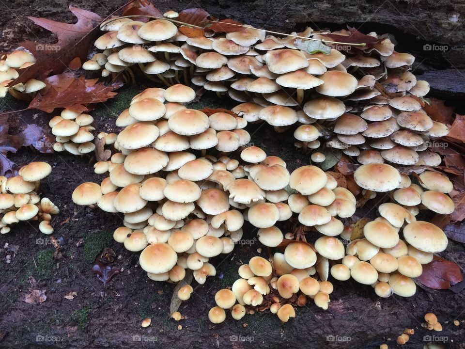 Mushrooms in the park