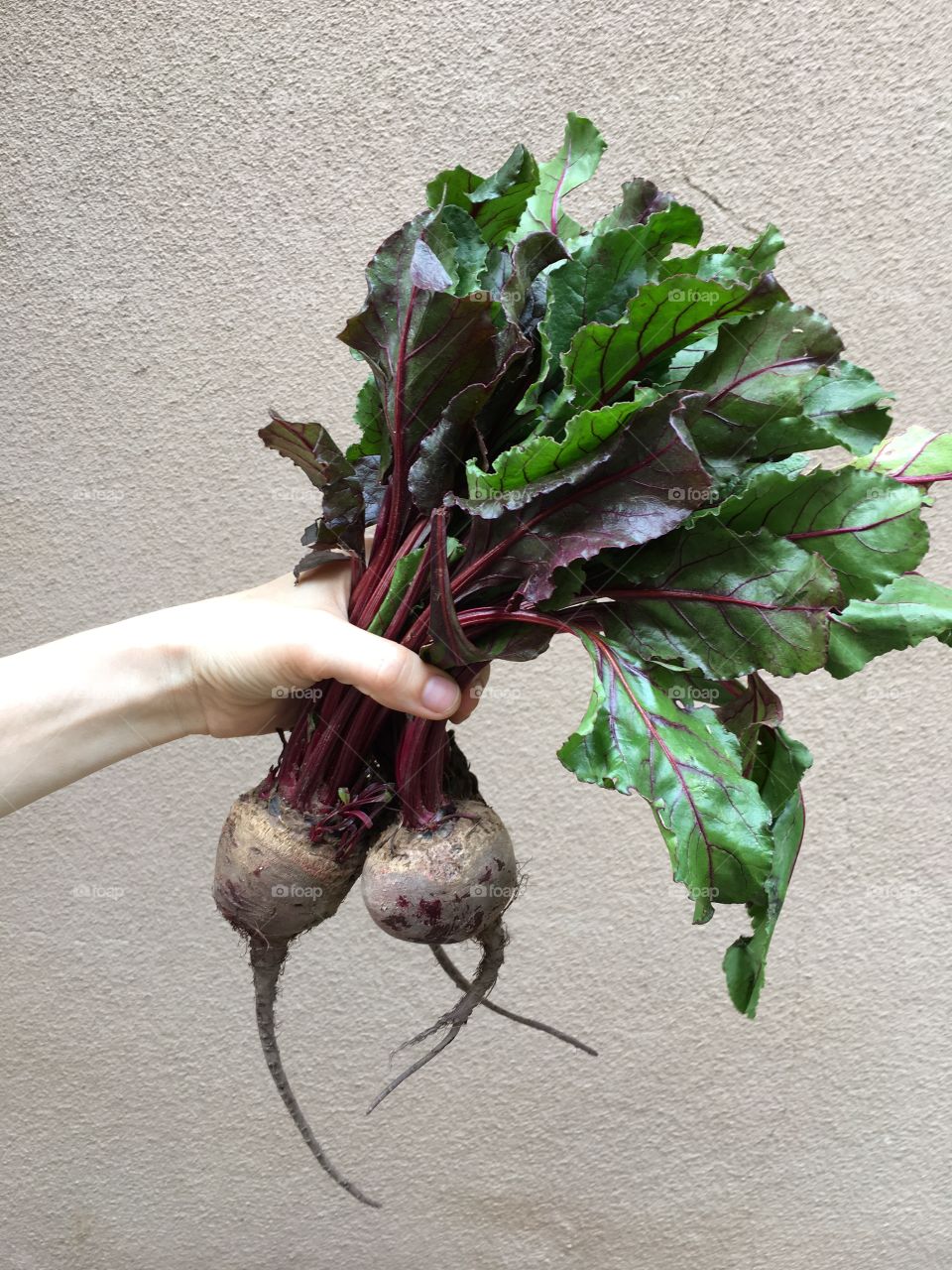 Holding Beets