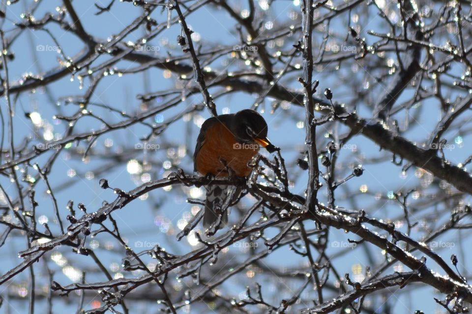 Bird eating in icy tree