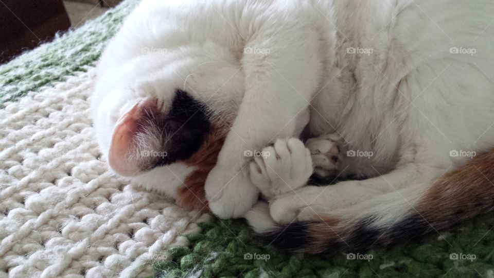 Marilyn is Cat Napping -Cutest Pets