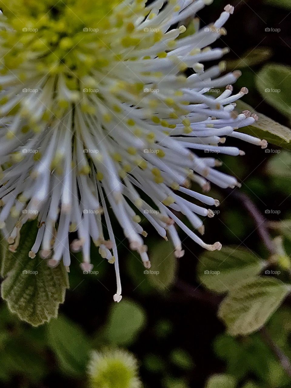 Blooming spring flower