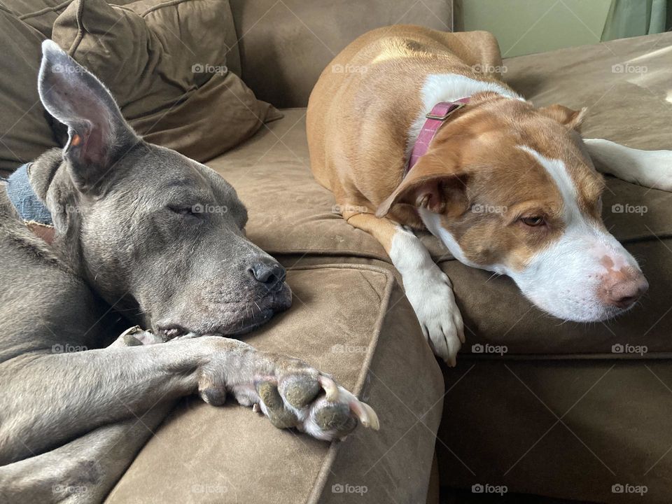 BFF dogs chilling on a couch 