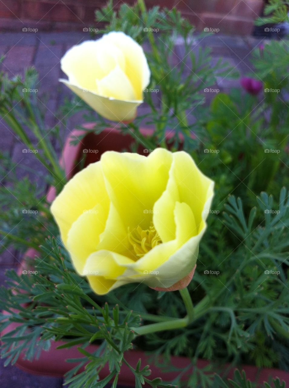 My yellowish-greenish poppies