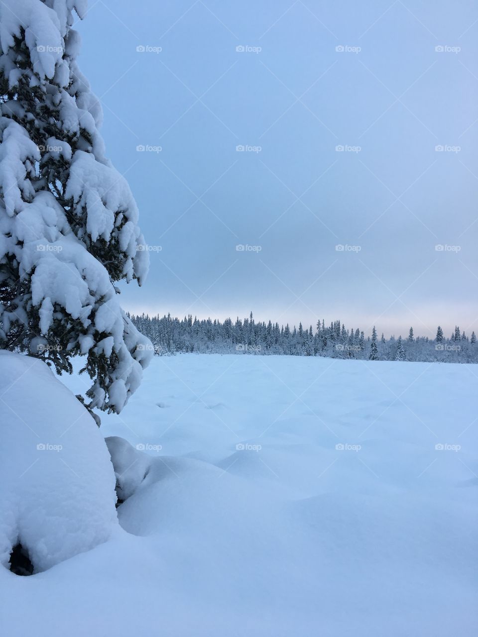 Snowy lanscape