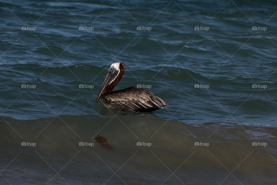 Pelican