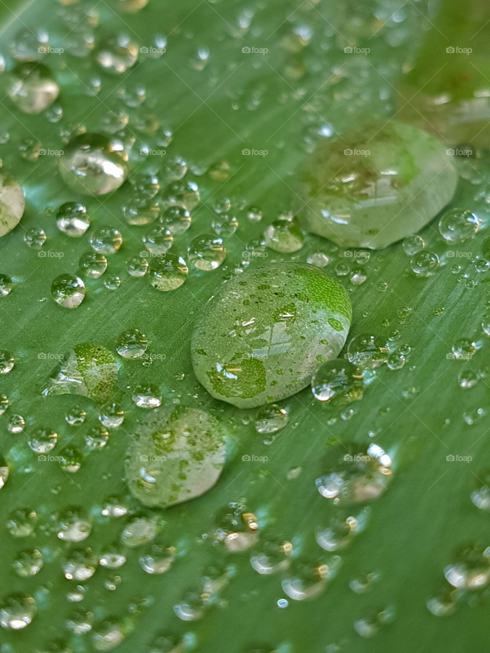 dew drops