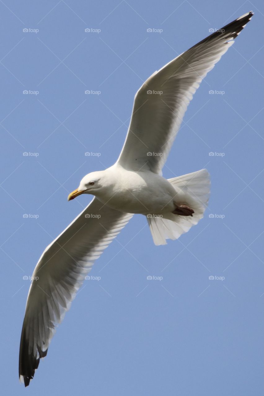 Seagull 
