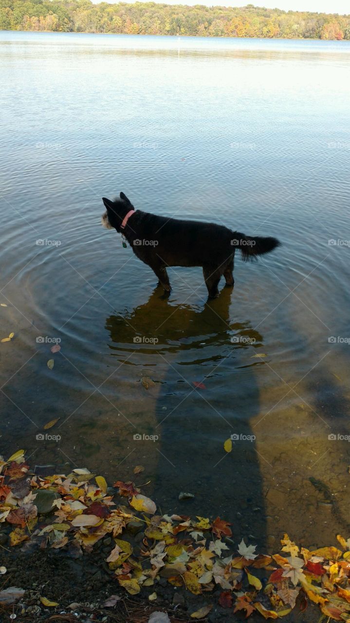 Black chow chow and terroir mix walking in the water 