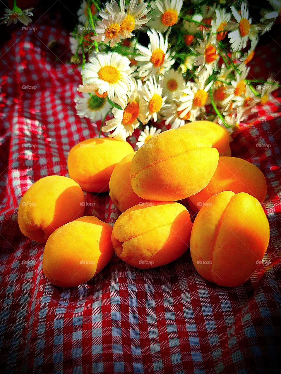 Sunny day.  Yellow apricots lie on a red-checkered fabric.  Behind the apricots is a bouquet of daisies.  The sun's rays flood fruits and flowers with their warmth