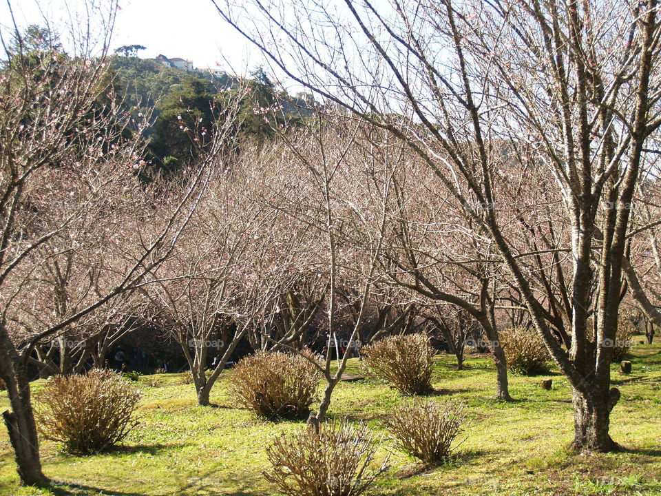 Cherry trees.