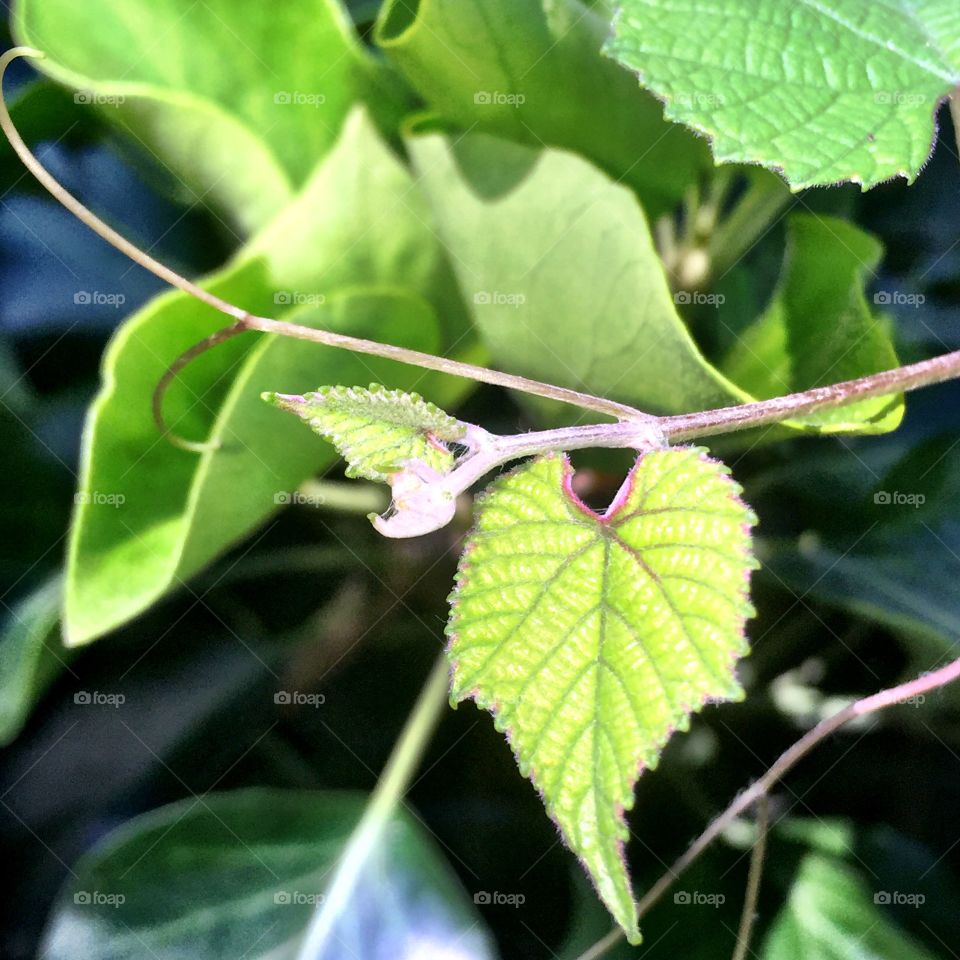 Grape Vine