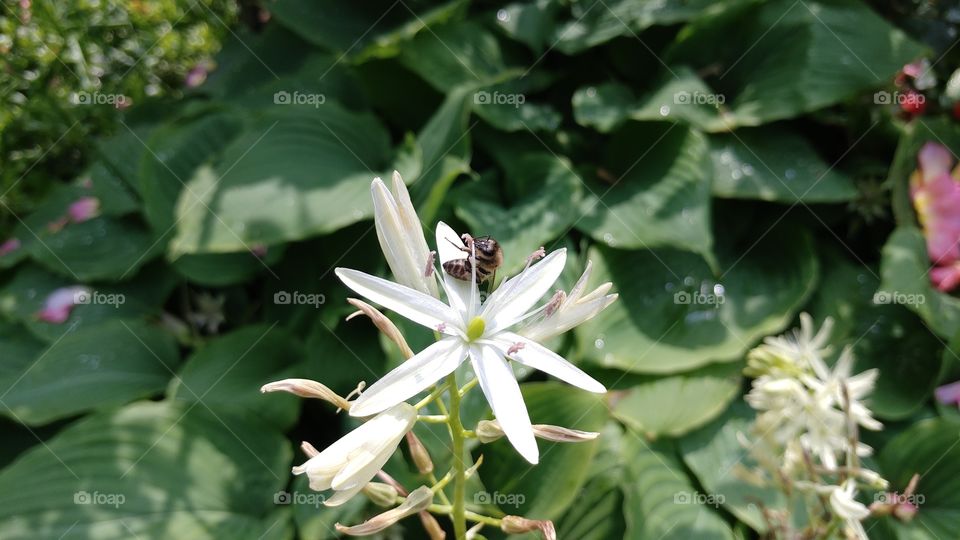 Bees eating the nectar of a flower