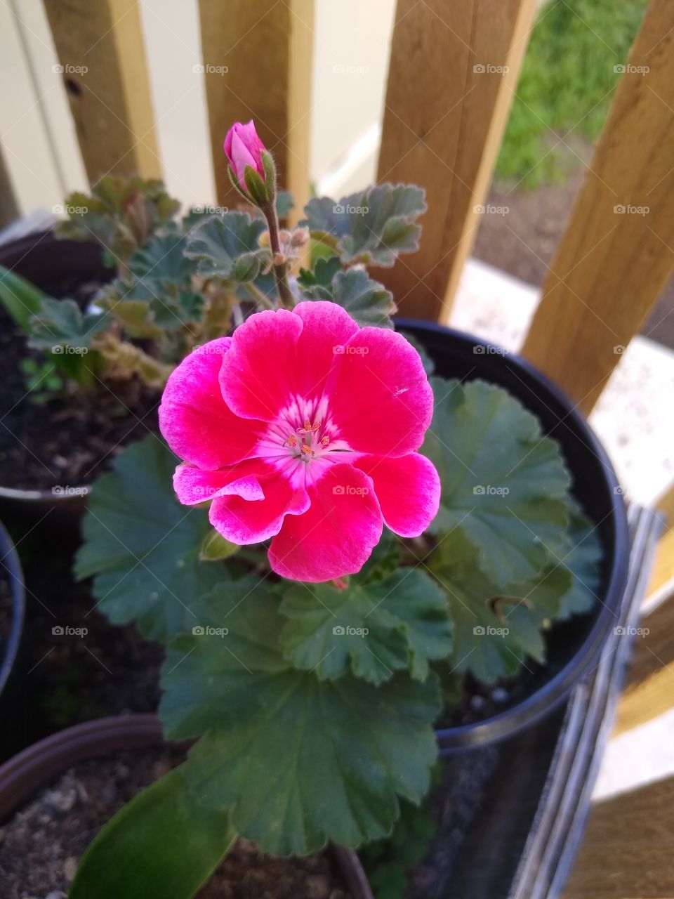geranium