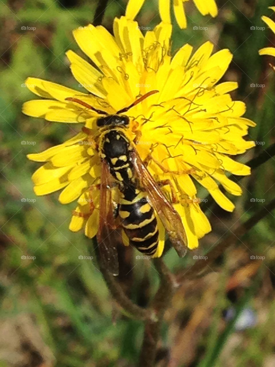 wasp. wasp nature