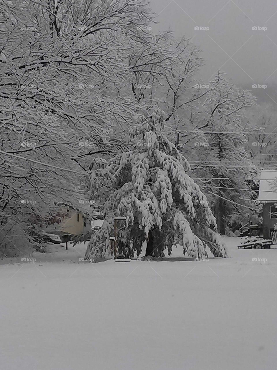 Tree Branches Weighed Down By Heavy Snowfall