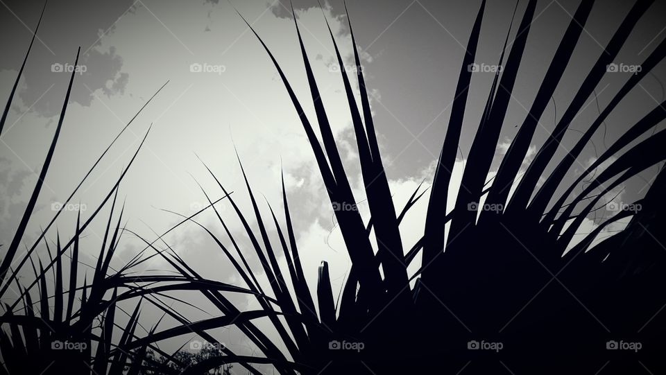 palm leaf sky sepia