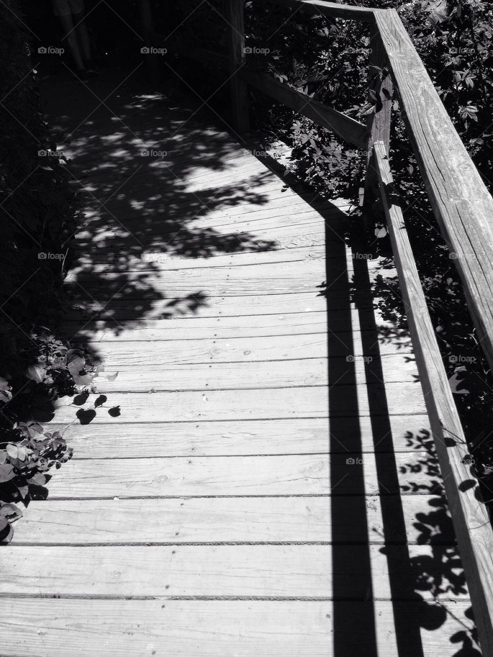 Shadowed trail...