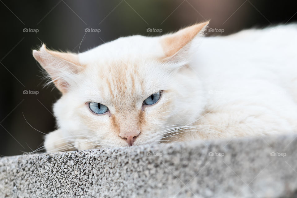 Portrait of white beige cat with beautiful blue eyes 