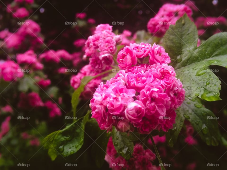 Pink nature