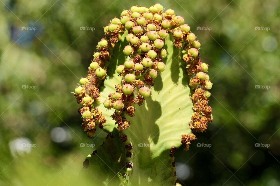Close up of cactus seeds