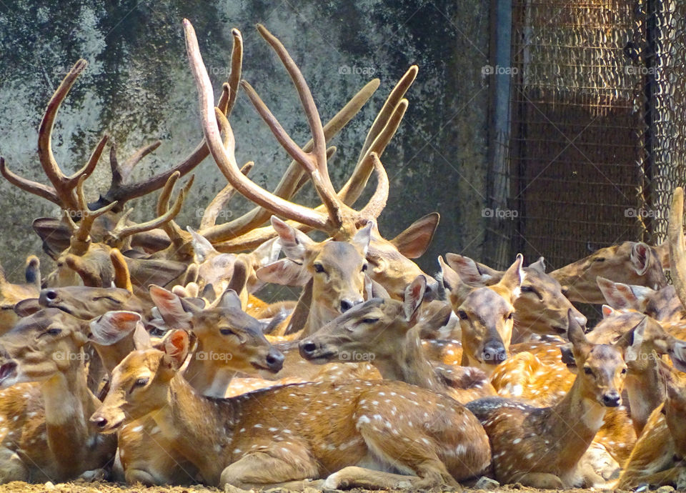 Many Deer-Heads are better than One