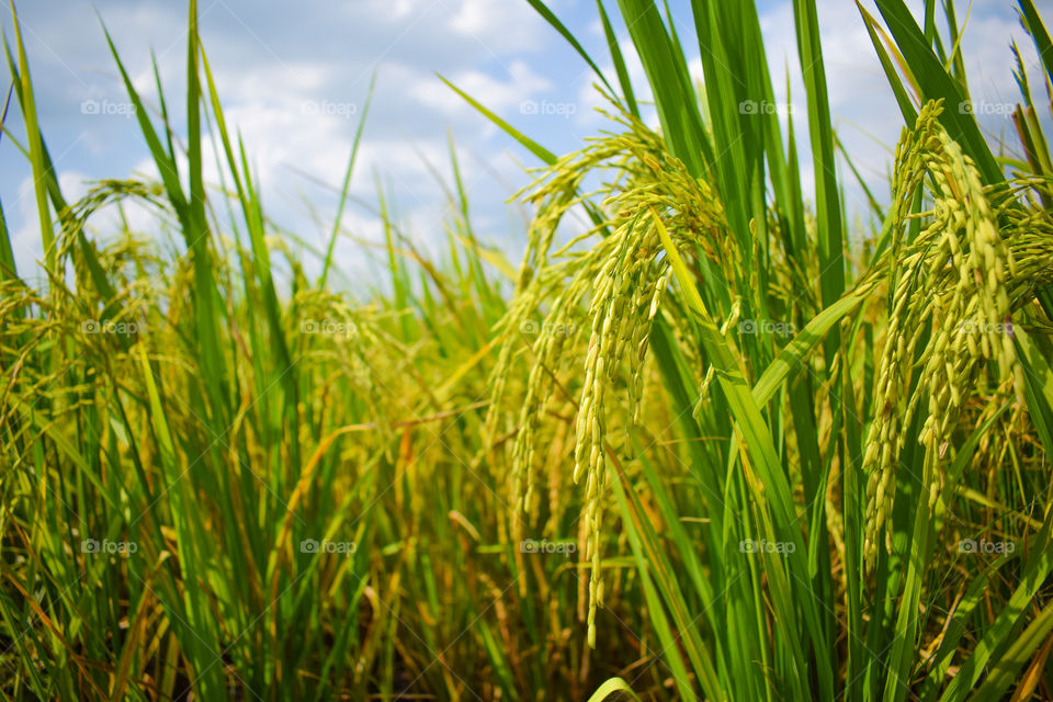 Close up of rice field, Paddy rice field