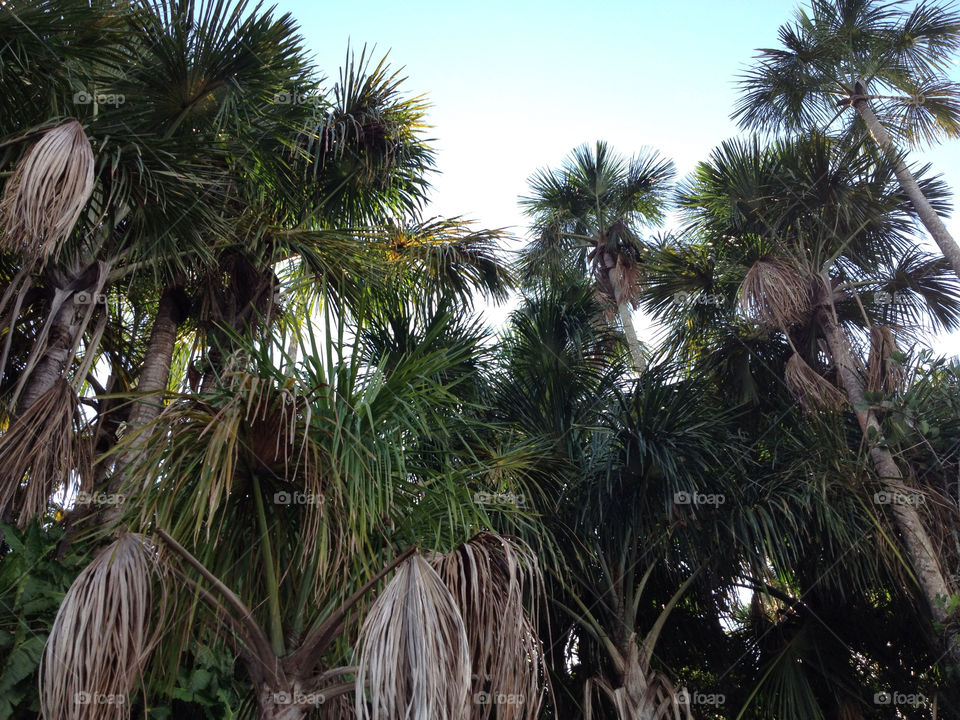 tree palm peru amazonas by nurilau