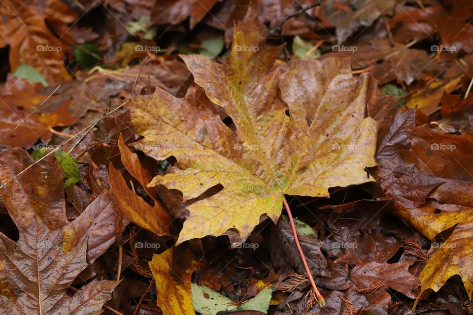 Fallen leaf