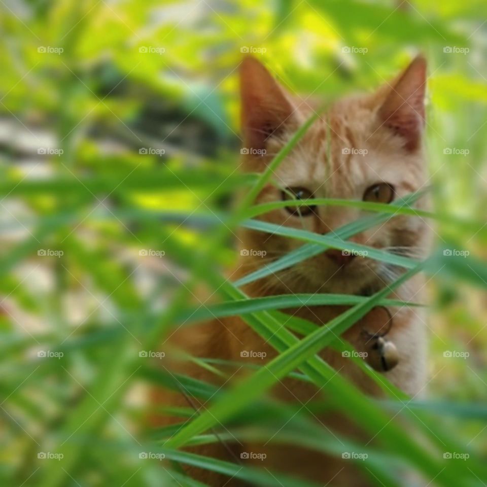 A cat behind the weeds...