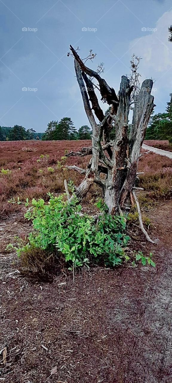 A barren tree trunk with just a bit of fresh green growth of wild foliage next to it shows the results of the ravages of an extended drought from the summer of 2022. Hypnotic Productions