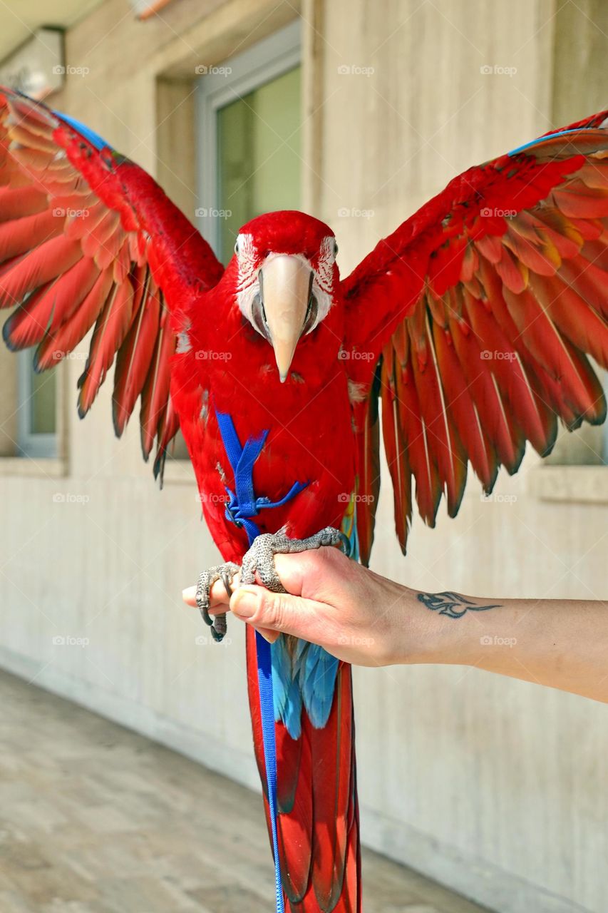 red parrot