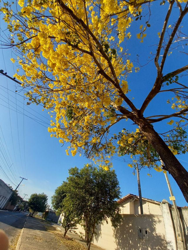Ype amarelo todo florido.