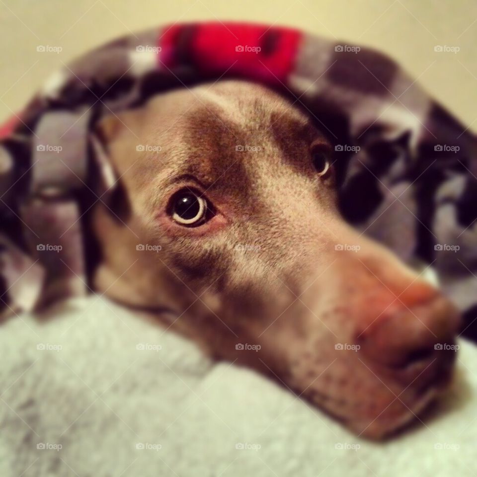 A Very Comfortable Watson 