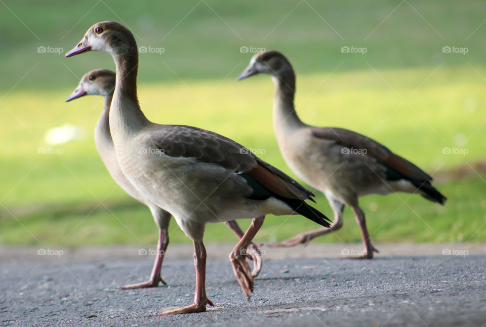 The power of three, walking togather.