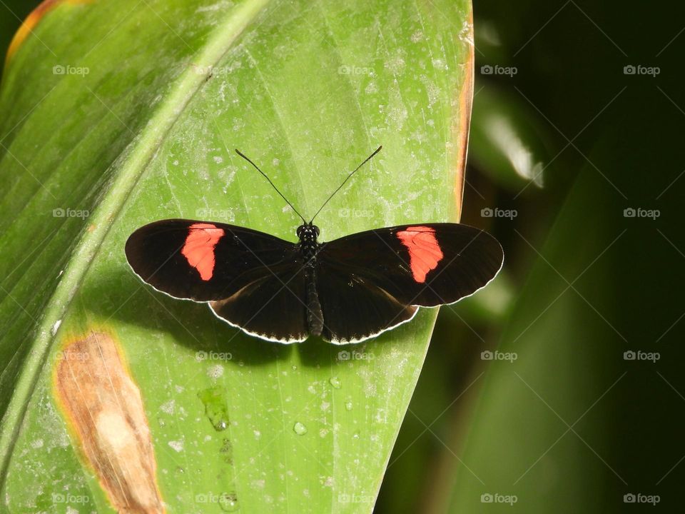 A close up of a butterfly 