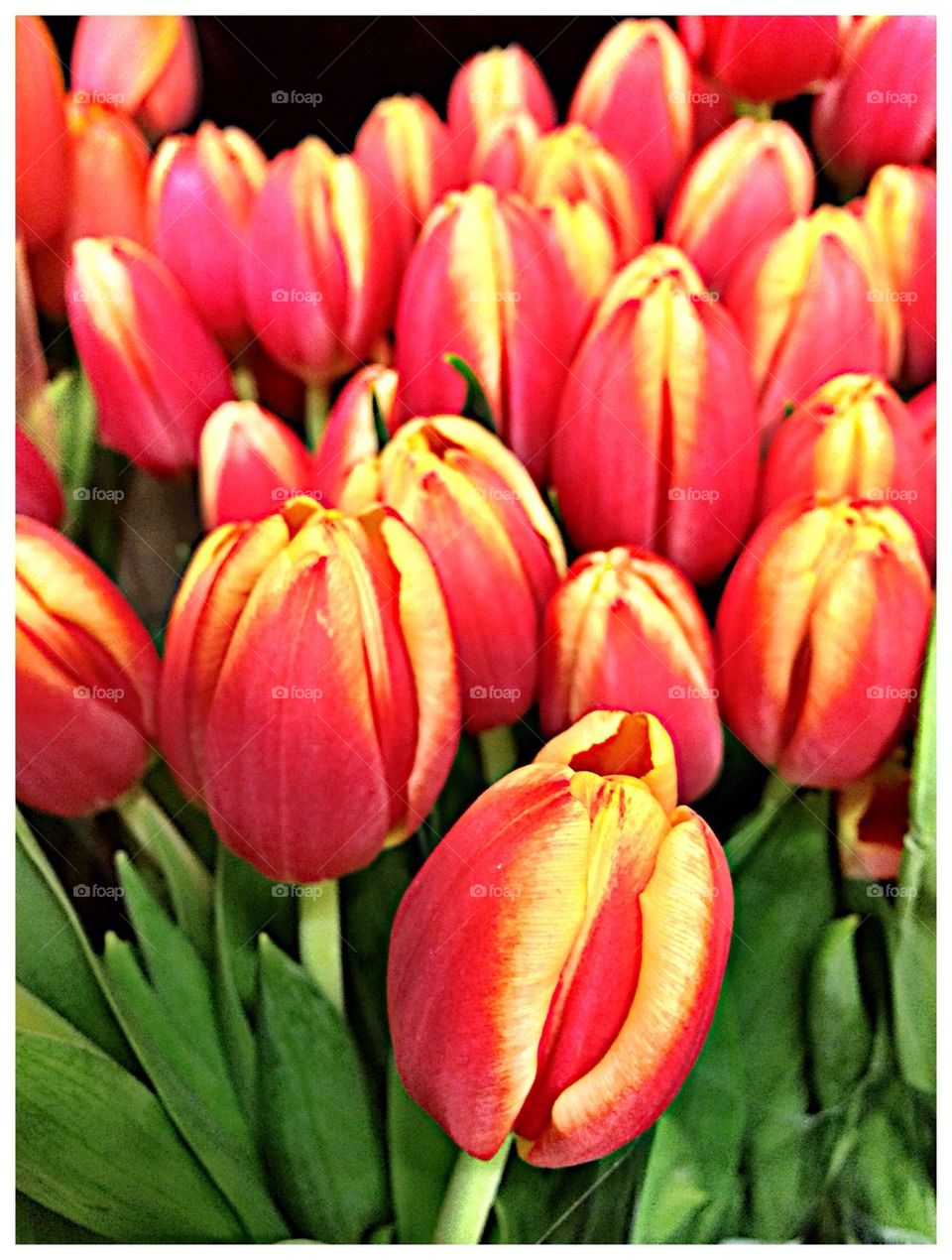 Tulips