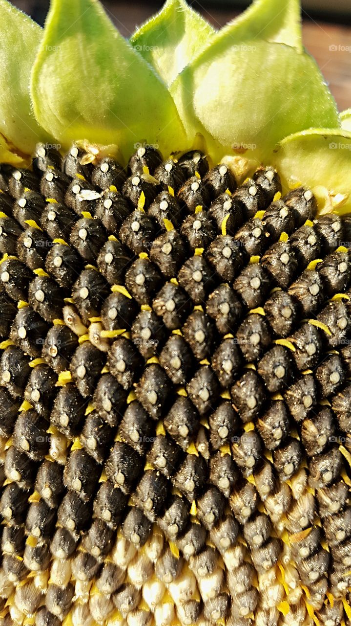 sunflower seeds