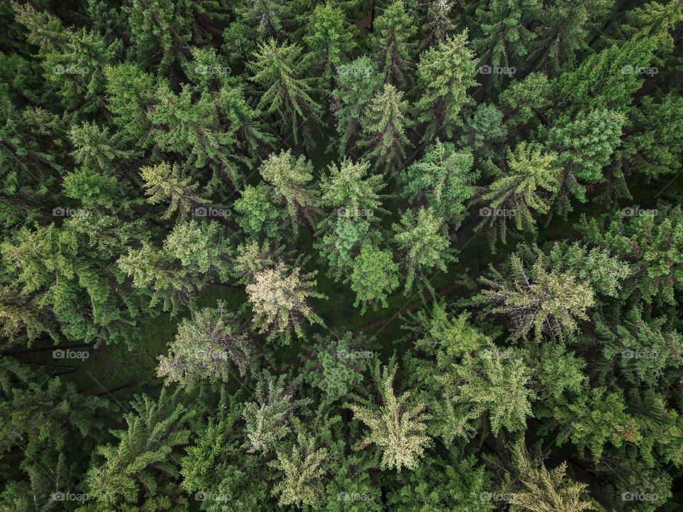 Green forest from above