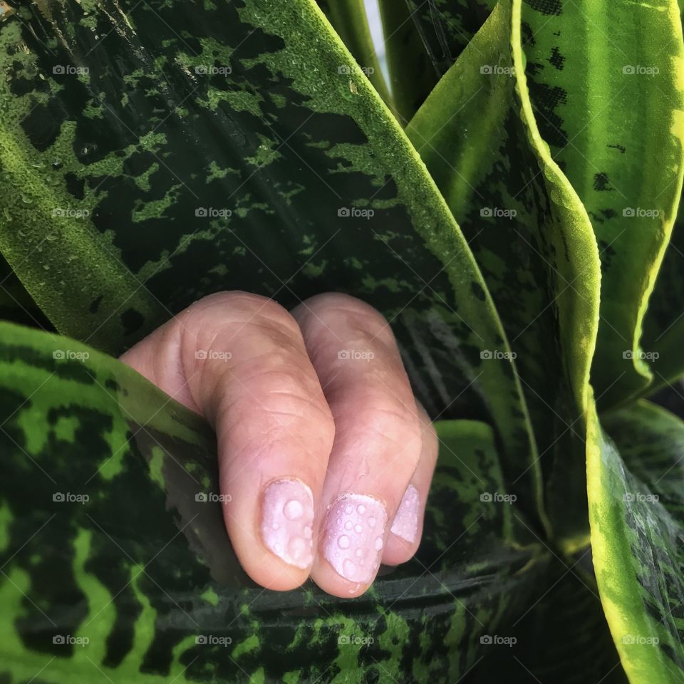 Three fingers grip the leaf of a plant after a rainstorm.