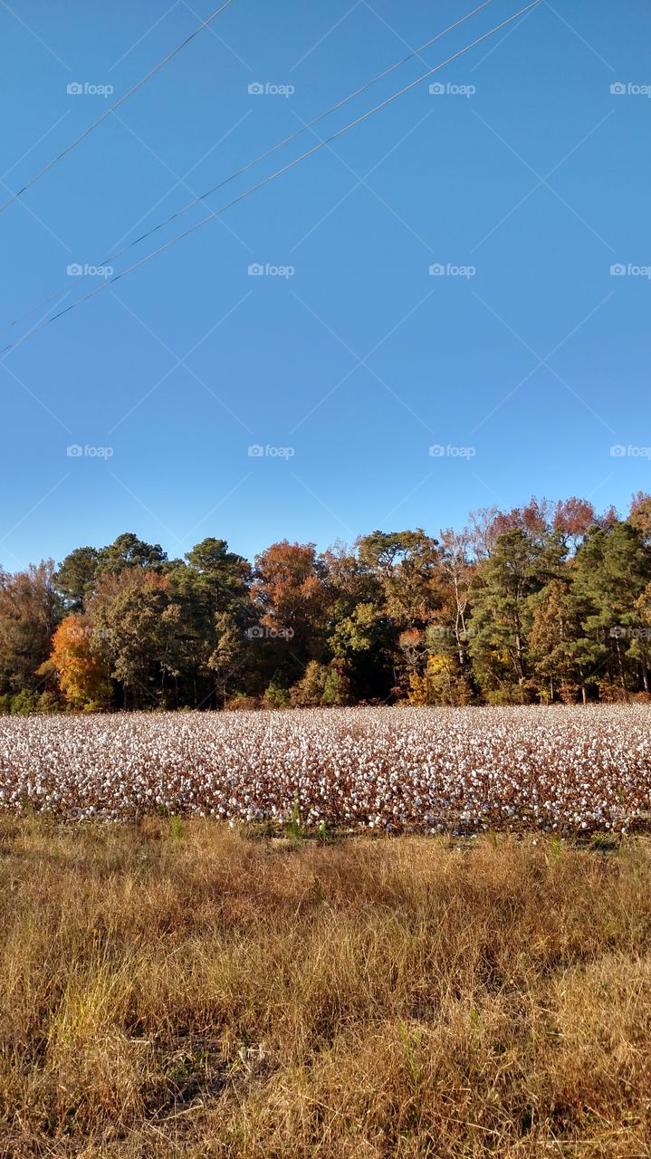 cotton field full of beauty