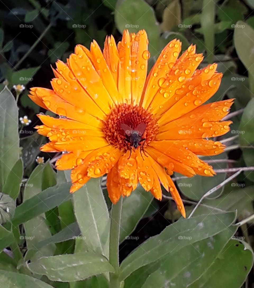 orange calendula and a fly