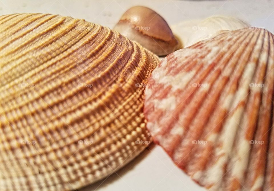 Textured of sea shells