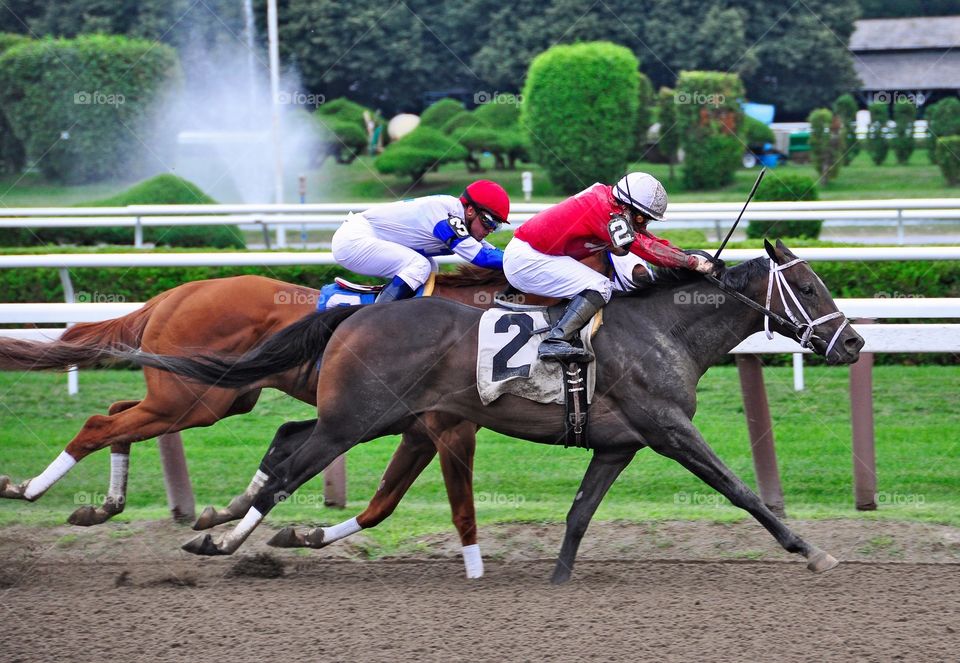 Racing from Saratoga. David the Great is victorious at Saratoga as they pass the infield fountain at Saratoga. 
zazzle.com/Fleetphoto