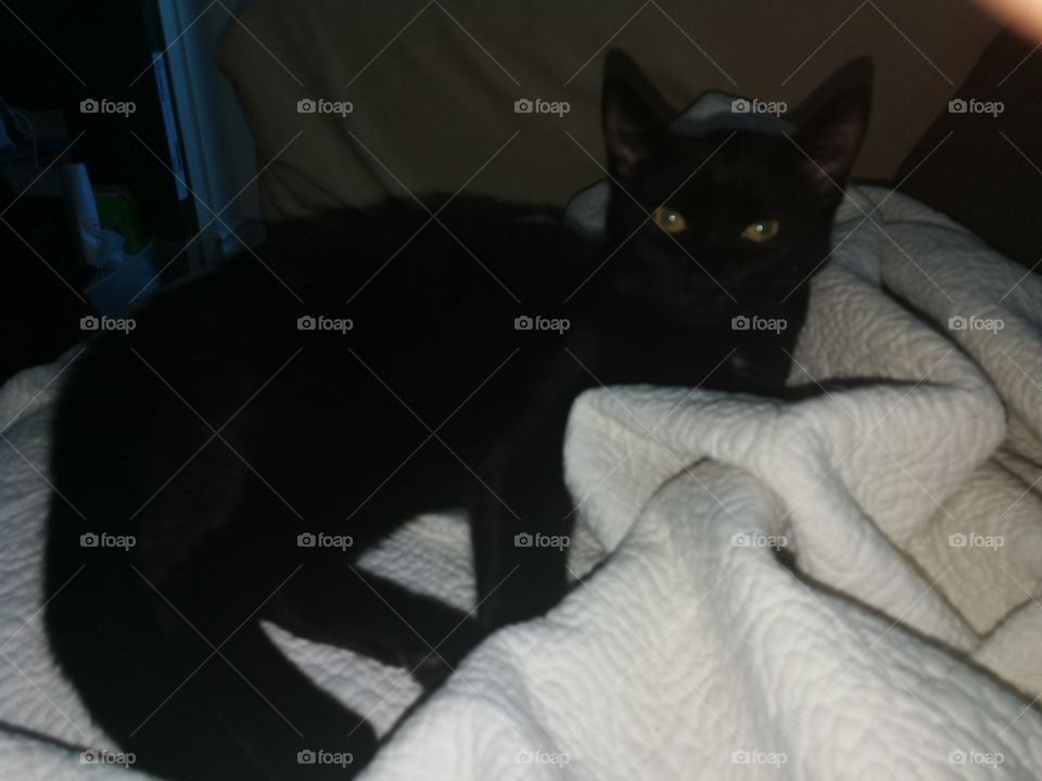 It's called a cat nap for a reason